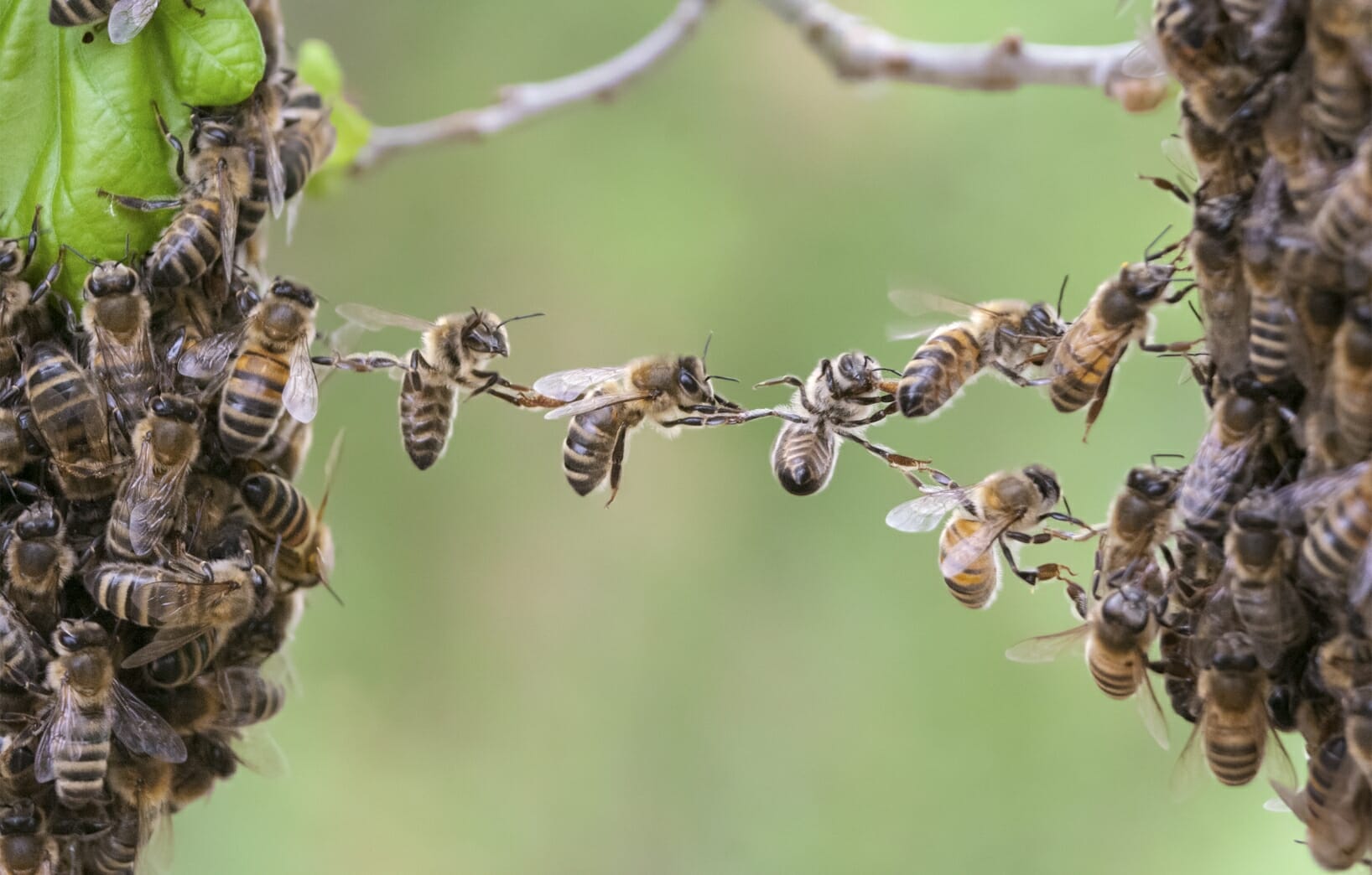 Swarm of bees on two branches with several bees creating a bredige between the two groups